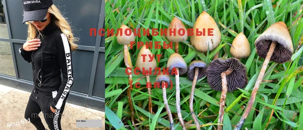 прущие грибы Новозыбков